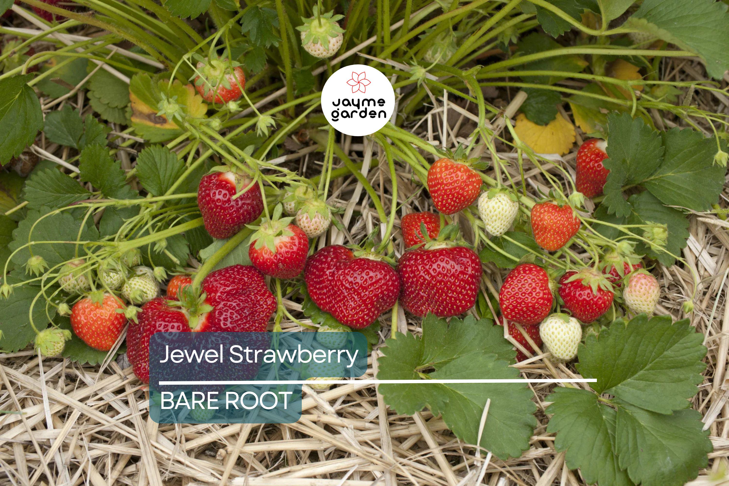 Jewel Strawberry Plants – Bare Root, Delicious Sweet Strawberries
