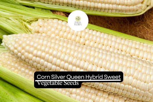 5g Corn Silver Queen Hybrid Sweet Seeds | Zea mays | High-Yield Sweet Corn | Easy to Grow & Delicious