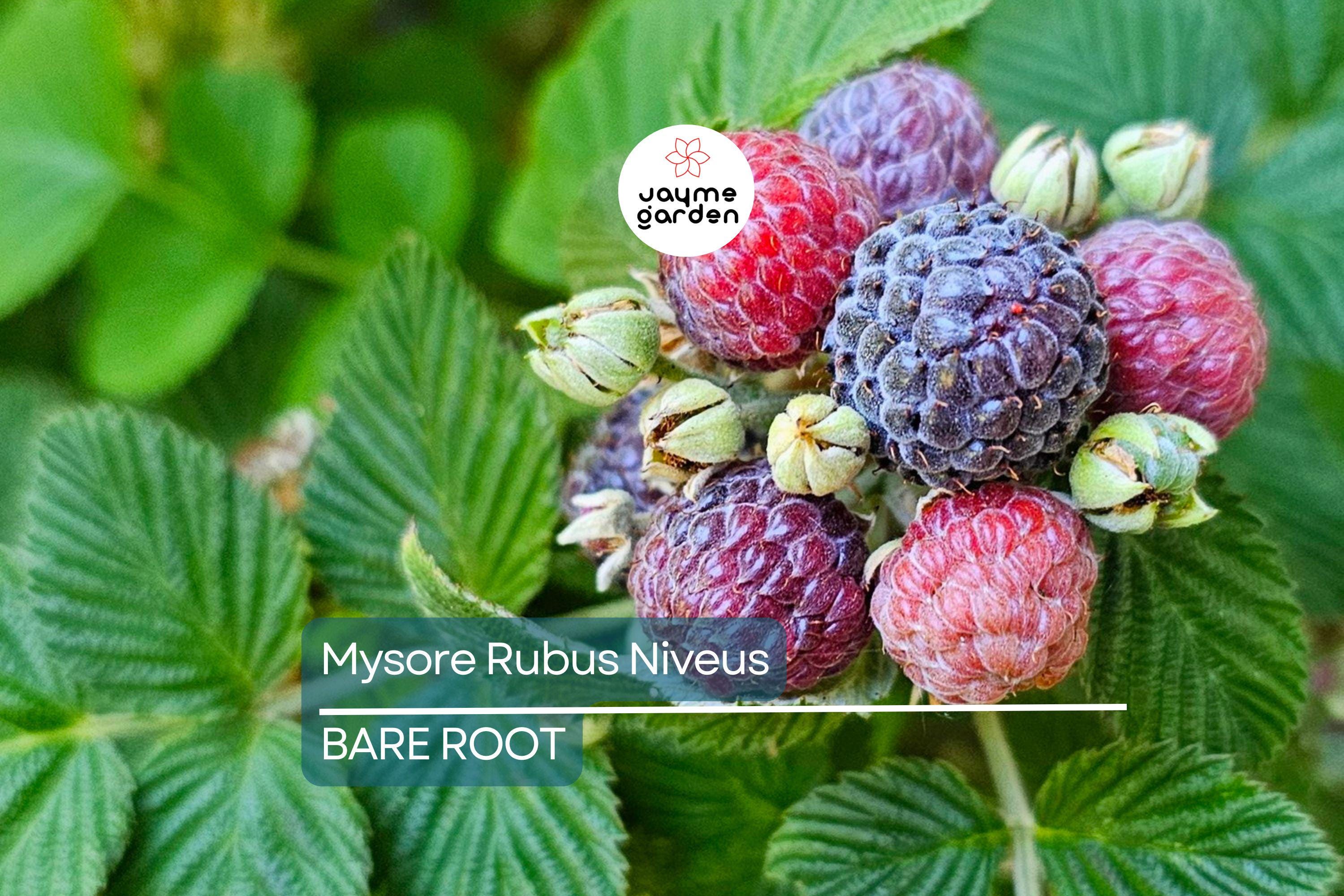 Mysore Black Raspberry Plant (Rubus niveus) – 1 Bare Root Starter, Ever-Bearing, Sweet Fruit Bush for Warm Climates, Zones 9-11