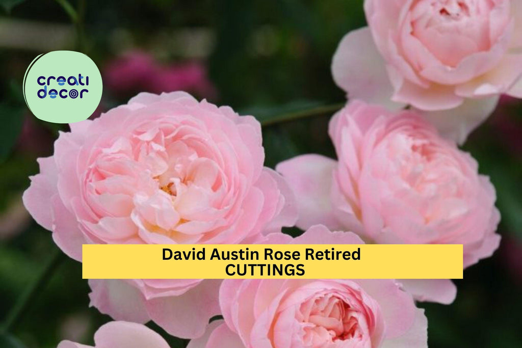 3 Pink English Garden Rose Cuttings – Fragrant Flowering Rose – Fresh Cut – Retired Variety