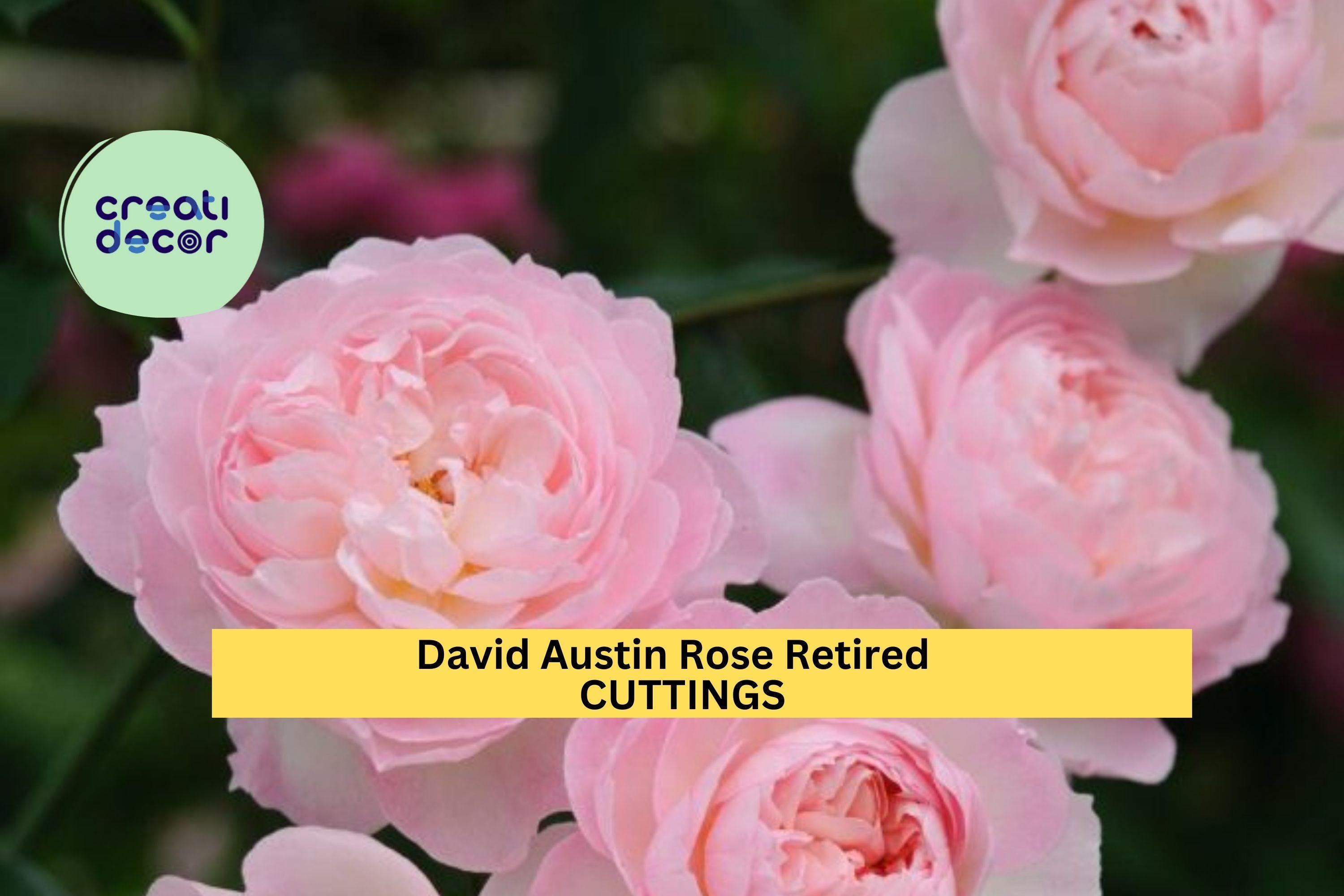 3 Pink English Garden Rose Cuttings – Fragrant Flowering Rose – Fresh Cut – Retired Variety