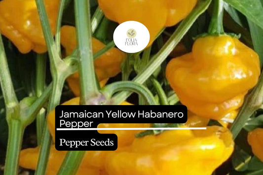 25 Jamaican Yellow Habanero Pepper Seeds – Capsicum chinense – Extra-Hot Chili, Fruity & Citrusy Flavor, Non-GMO, 200,000–300,000 Scoville