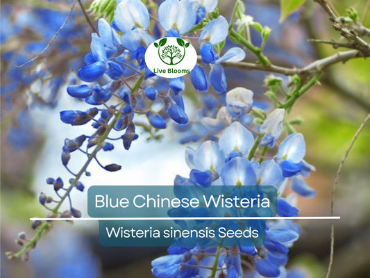 5 Blue Chinese Wisteria Seeds | Perennial Climbing Flower Vine Shrub (Wisteria sinensis), Fragrant Blooms, Fast-Growing, Garden Vine