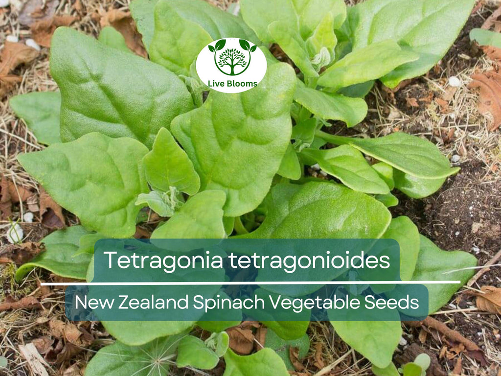 1 Gram Seeds Spinach New Zealand – Tetragonia tetragonioides | Heirloom Vegetable Seeds for Planting & Gardening