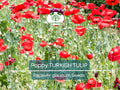 1000 Seeds Poppy TURKISH TULIP Red & Black Huge Flowers - Papaver spp. Non-GMO, Pollinator Friendly, Vibrant Garden Blooms, Spring Planting