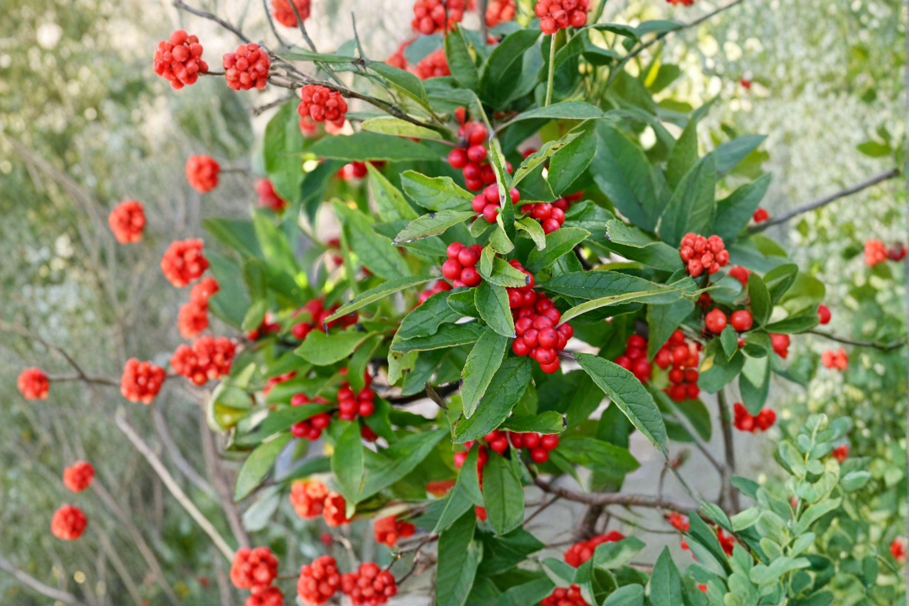 Winterberry Holly Seeds – Ilex verticillata, Native Shrub (25 Seeds)