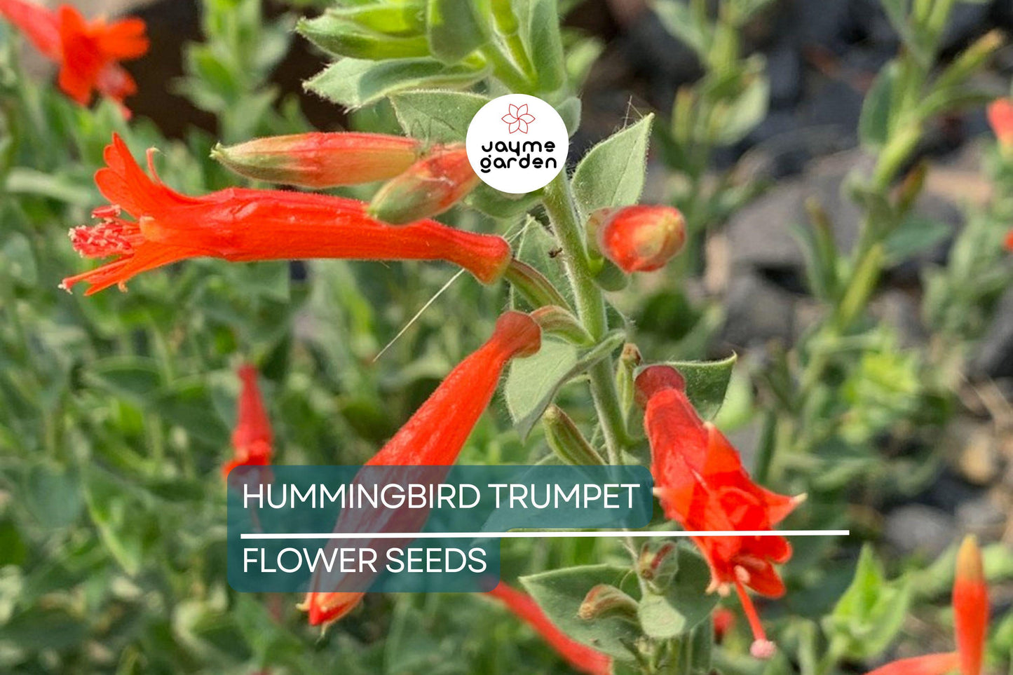 70 Hummingbird Trumpet Creeper Vine Seeds | Campsis Radicans | Fast-Growing | Attracts Pollinators