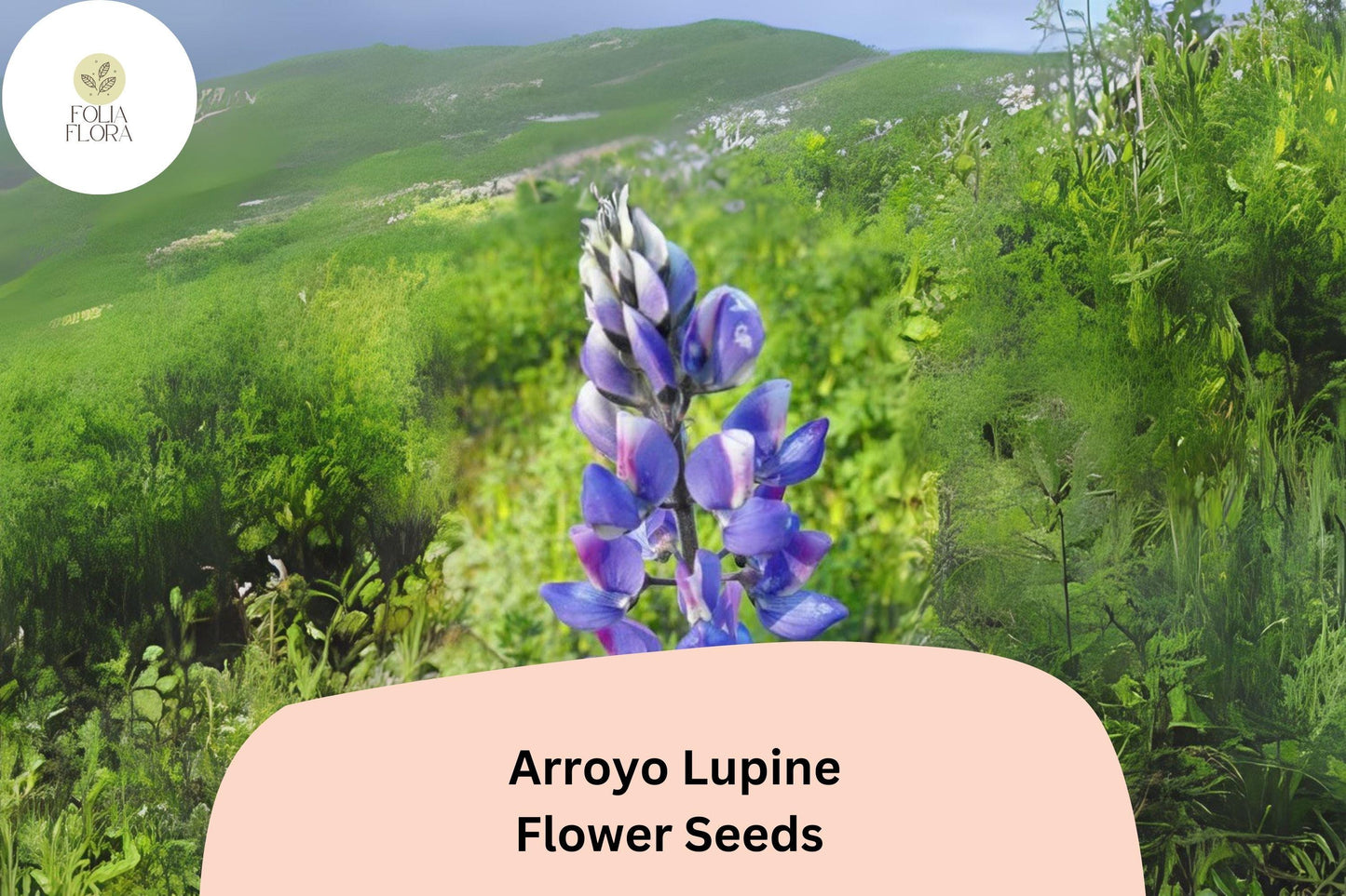 Lupinus succulentus Arroyo Lupine Seeds – 25+ Beautiful Blue-Purple Wildflowers for Gardens & Pollinators