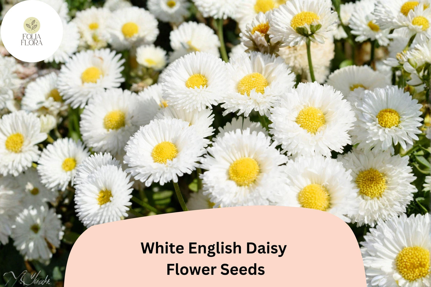 200+ White English Daisy Seeds | Bellis perennis | Charming White Blooms | Easy-Grow Perennial Garden Flower