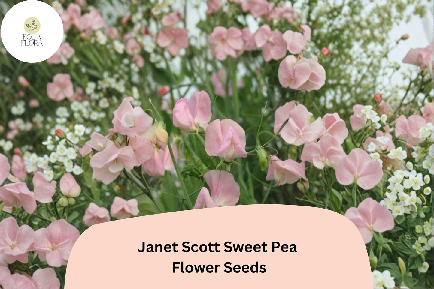 50+ Janet Scott Sweet Pea Seeds | Fragrant Pink Flower for Garden Trellis, Fence