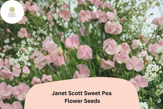 50+ Janet Scott Sweet Pea Seeds | Fragrant Pink Flower for Garden Trellis, Fence