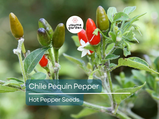 250mg Seeds Hot Chile Pequin Pepper | Heirloom Pepper for Planting | Spicy & Flavorful | Compact Plant | Perfect for Salsas and Cooking