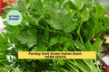 3pcs of 1g Italian Giant Parsley Seeds – Dark Green Leaves, Heirloom Herb for Garden, Pots, and Culinary Use Seeds for Planting