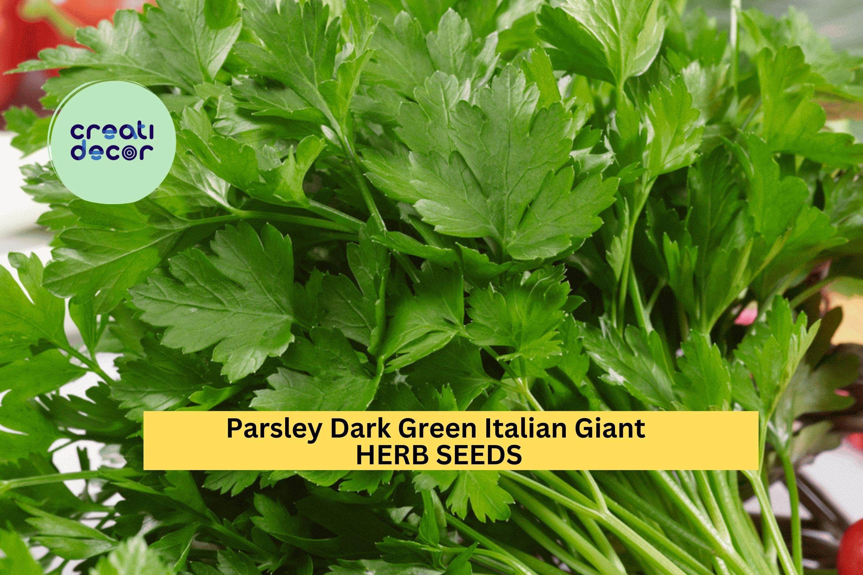 3pcs of 1g Italian Giant Parsley Seeds – Dark Green Leaves, Heirloom Herb for Garden, Pots, and Culinary Use Seeds for Planting
