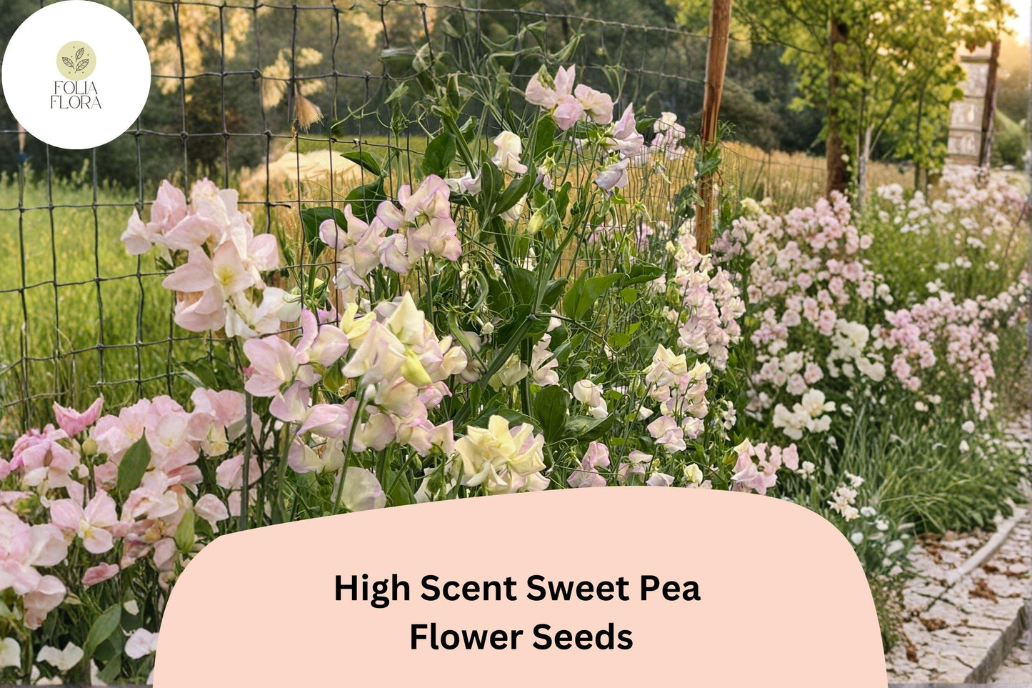 50+ High Scent Sweet Pea Seeds | Pale Lavender Climbing Flowers for Trellis & Garden