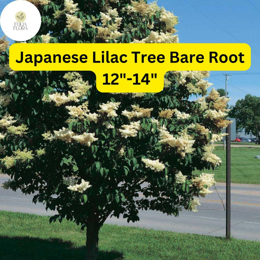 1 Syringa reticulata Japanese Lilac Tree - Live Bare Root Plant 12"-14" for Zones 3-7 - Hardy Ornamental Flowering Tree