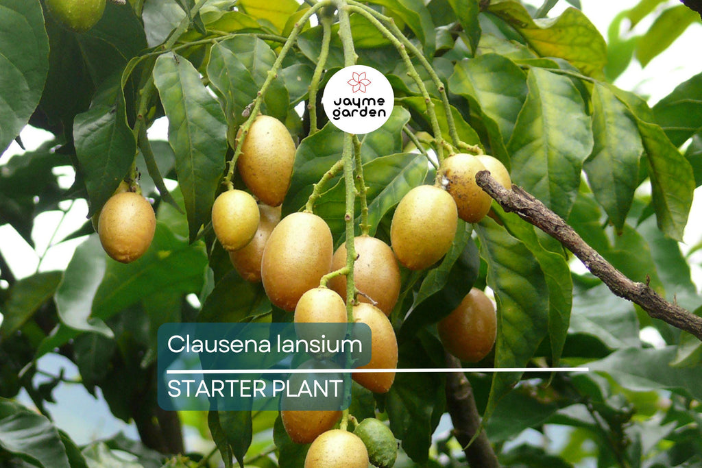 Wampee Tree 10” Seedling (Clausena lansium) Tropical Fruit Live Plant with Pot