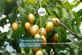 Wampee Tree 10” Seedling (Clausena lansium) Tropical Fruit Live Plant with Pot