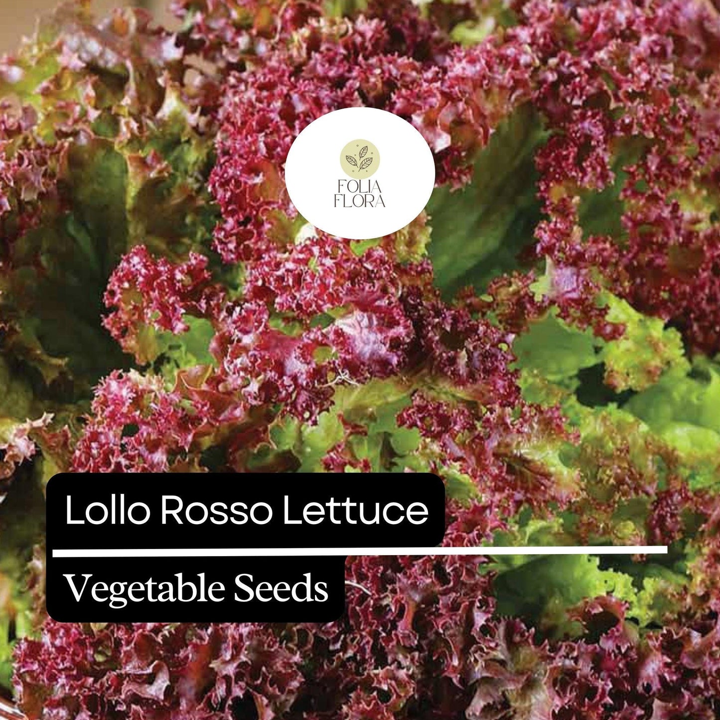 1000 Lollo Rosso Lettuce Seeds – Heirloom, Non-GMO, Frilly Red-Leaf Variety