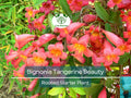 1 Bignonia "Tangerine Beauty" Crossvine Rooted Starter Plant | Bignonia capreolata | Fast-Growing Vine for Garden & Trellises