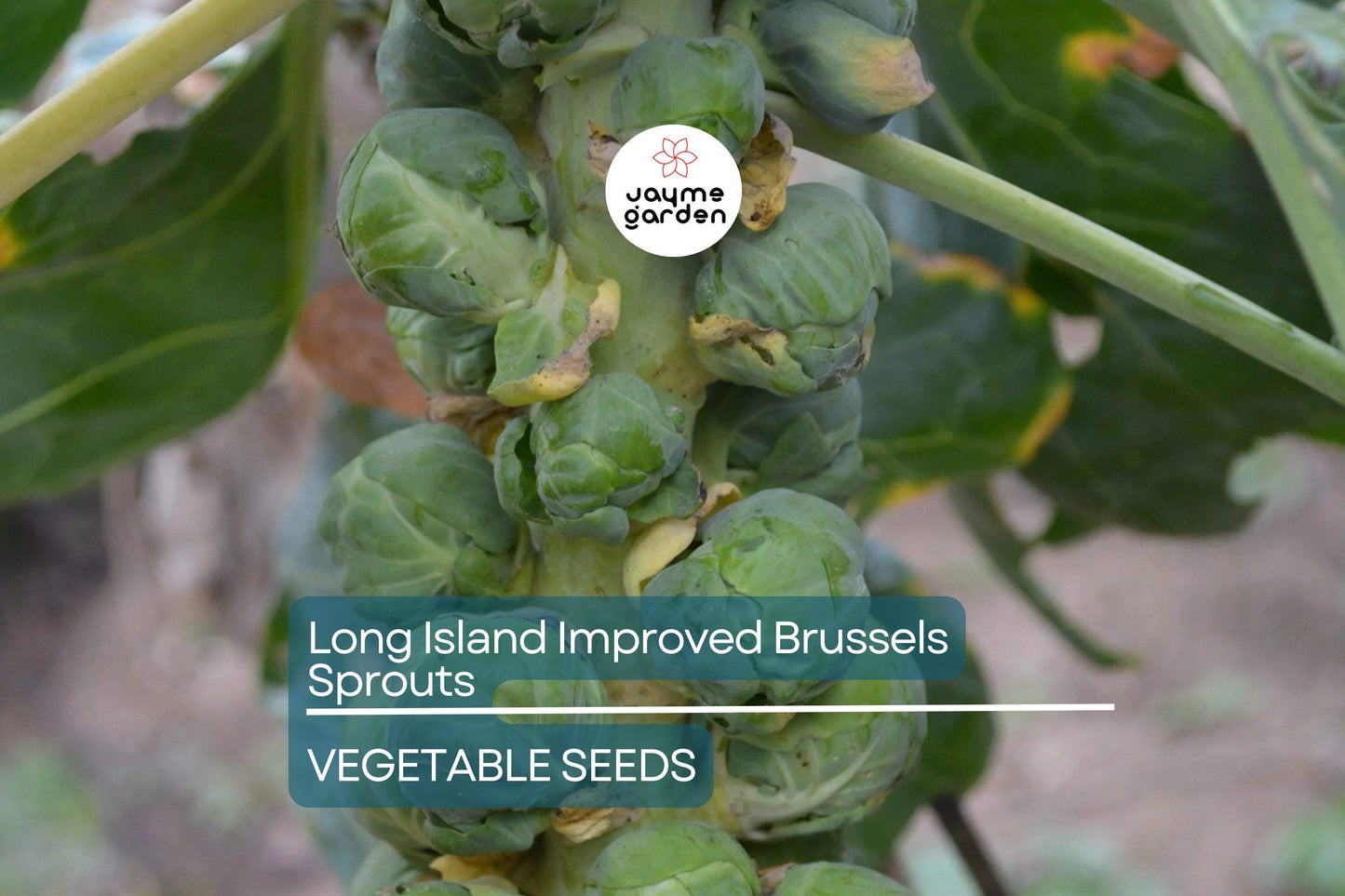 1000 Long Island Improved Brussels Sprouts Seeds – Heirloom, Non-GMO | USA Seller, Cool-Season Crop