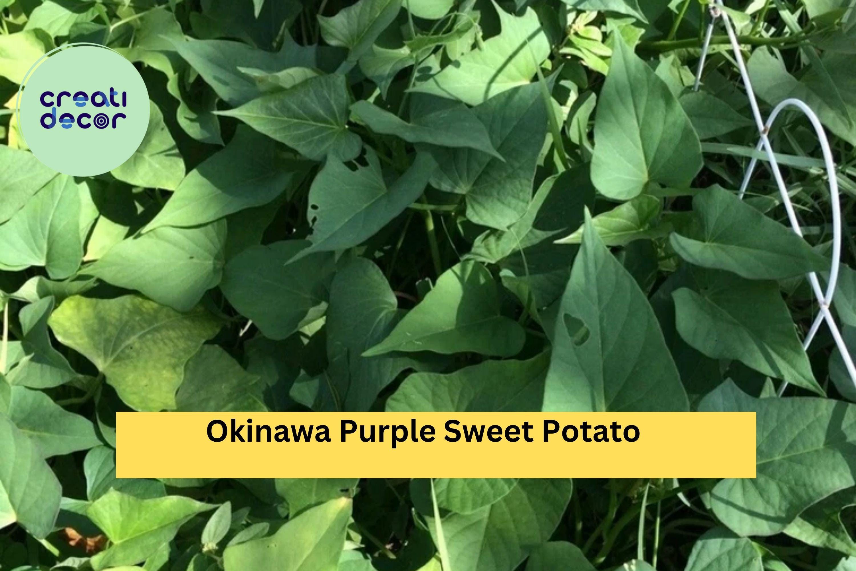 Okinawa Purple Sweet Potato Slips (10 Pack) – Rooted Cuttings – Ipomoea batatas Khoai Lang Tím – Heirloom Variety for Planting