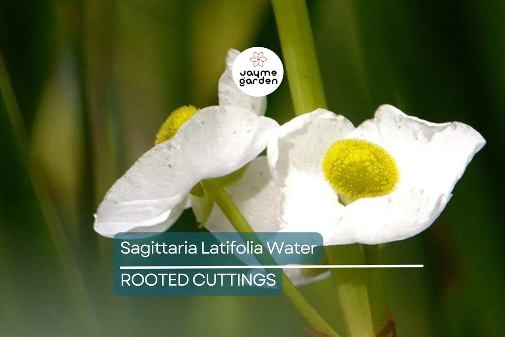 5 Aquatic Broadleaf Arrowhead Roots (Sagittaria Latifolia) Water Garden Plants