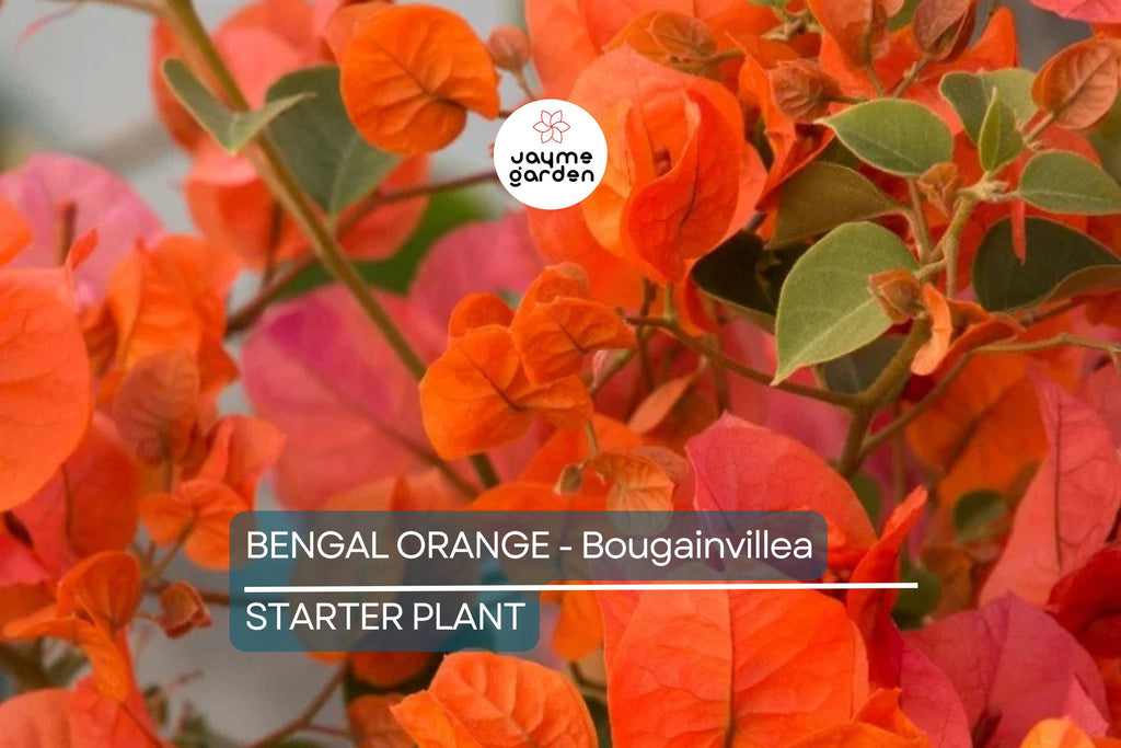 Bengal Orange Bougainvillea | Rare Starter Plant | Well-Rooted Plug | Subtropical Beauty for Indoor & Outdoor Spaces