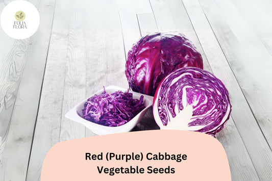 500+ Red (Purple) Cabbage Seeds | Heirloom Garden Vegetable | Brassica oleracea | Fresh Bulk Seeds for Planting