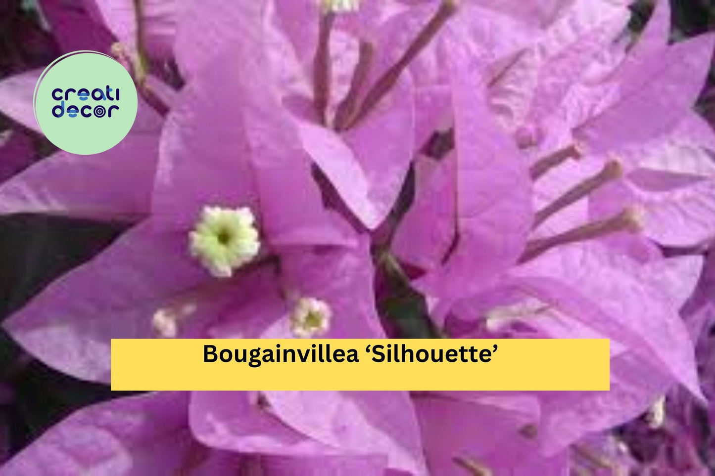 Bougainvillea ‘Silhouette’ – Live Well-Rooted Starter Plant – Colorful Tropical Vine for Garden, Patio, or Hanging Basket