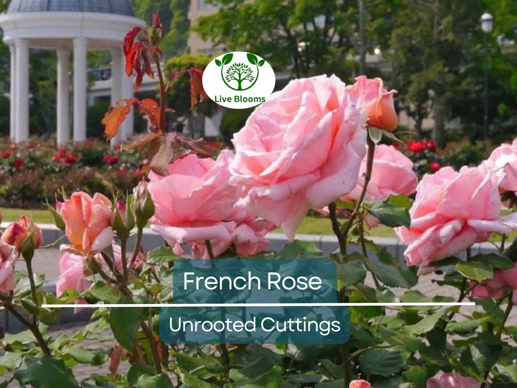 4 French Rose Unrooted Cuttings (Rosa) 6-8" - Premium Rose Bush Propagation - Perfect for Growing Your Own Rose Garden, Rooting & Planting