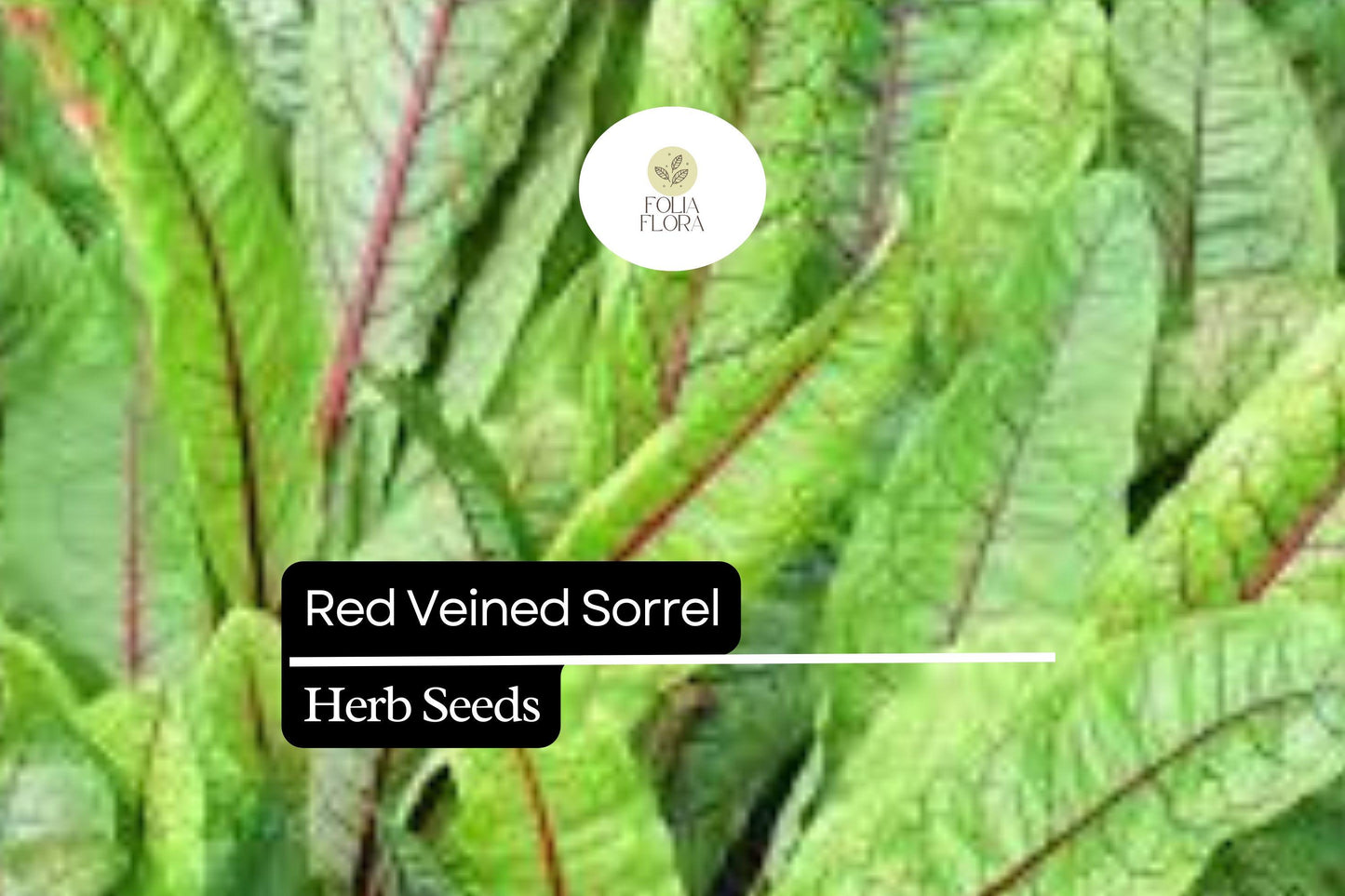 250 Seeds Red Veined Sorrel (Rumex sanguineus) – Striking Culinary Herb with Tangy Flavor for Salads and Garnishes