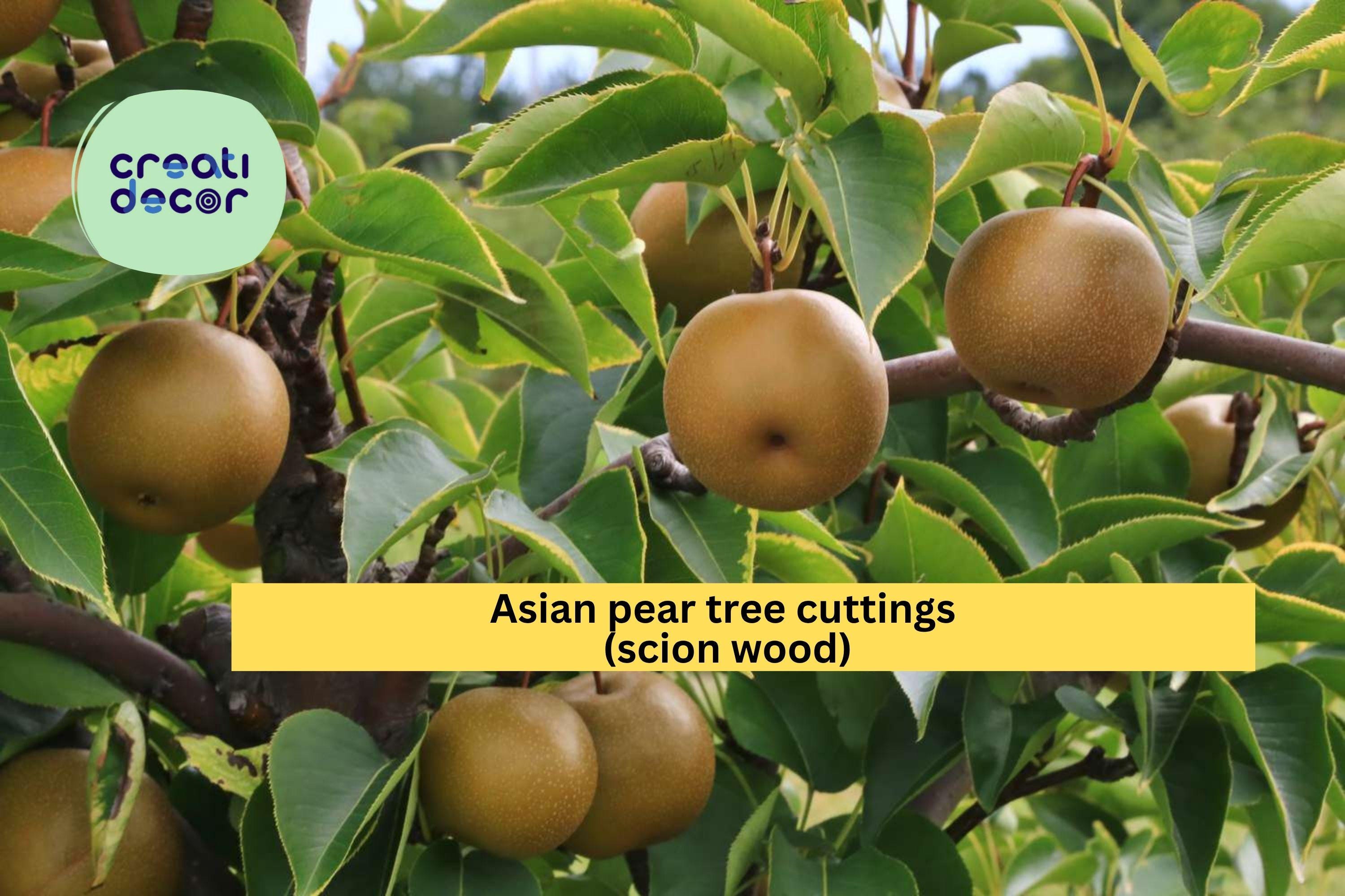 Asian Pear Tree Cuttings – 10 Fresh Round Pear Scion Wood for Rooting, Grafting, and Propagation, Pyrus pyrifolia Fruit Variety