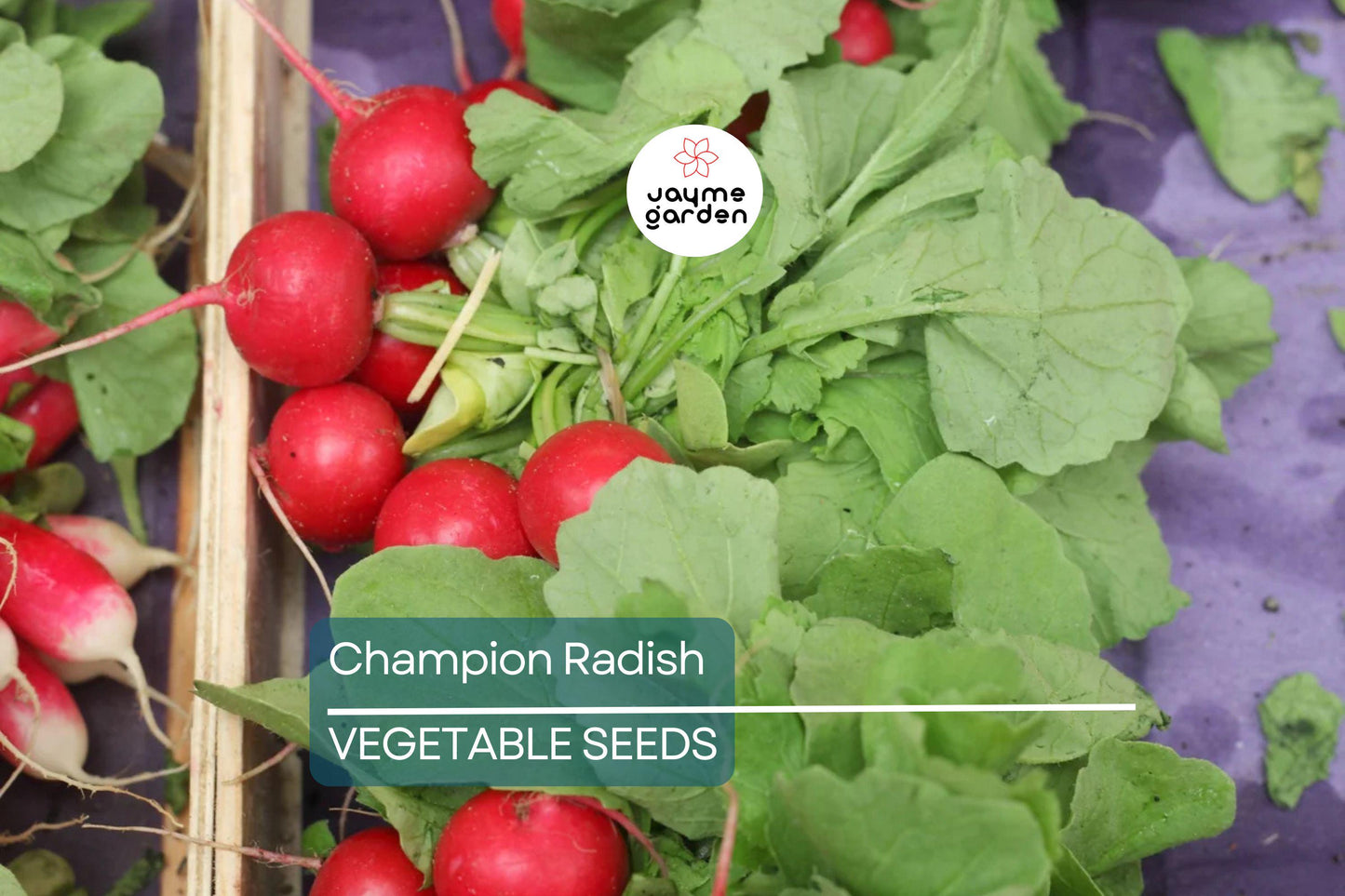 300 Champion Radish Seeds - Heirloom, Non-GMO, 1-2" Round Radishes, 6-8" Tall, Fast-Growing, USA Seller