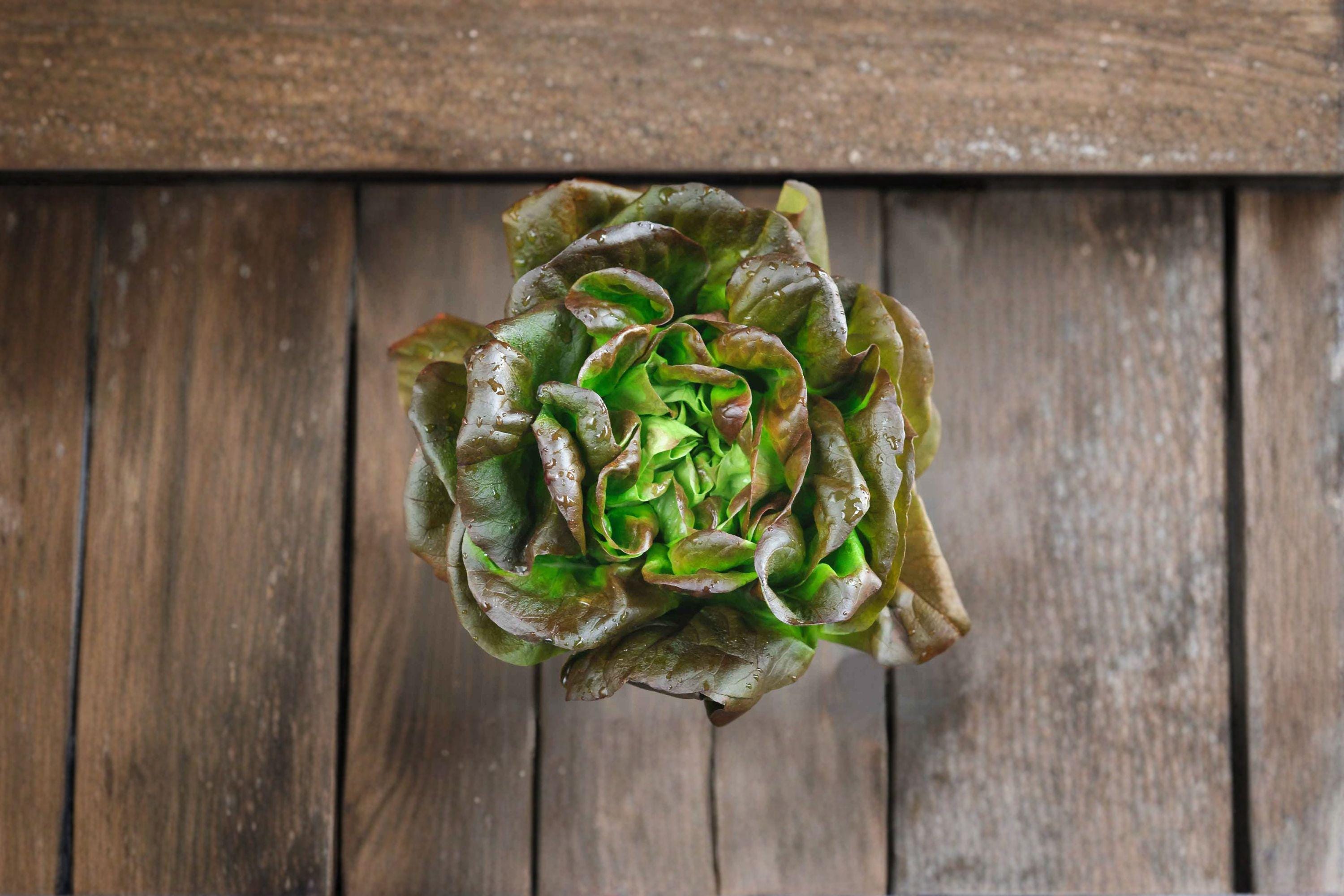 Bronze Mignonette – Butterhead Lettuce 700 Seeds | French Heirloom Lettuce | Bronze-Red Leaves | Sweet & Tender Butterhead