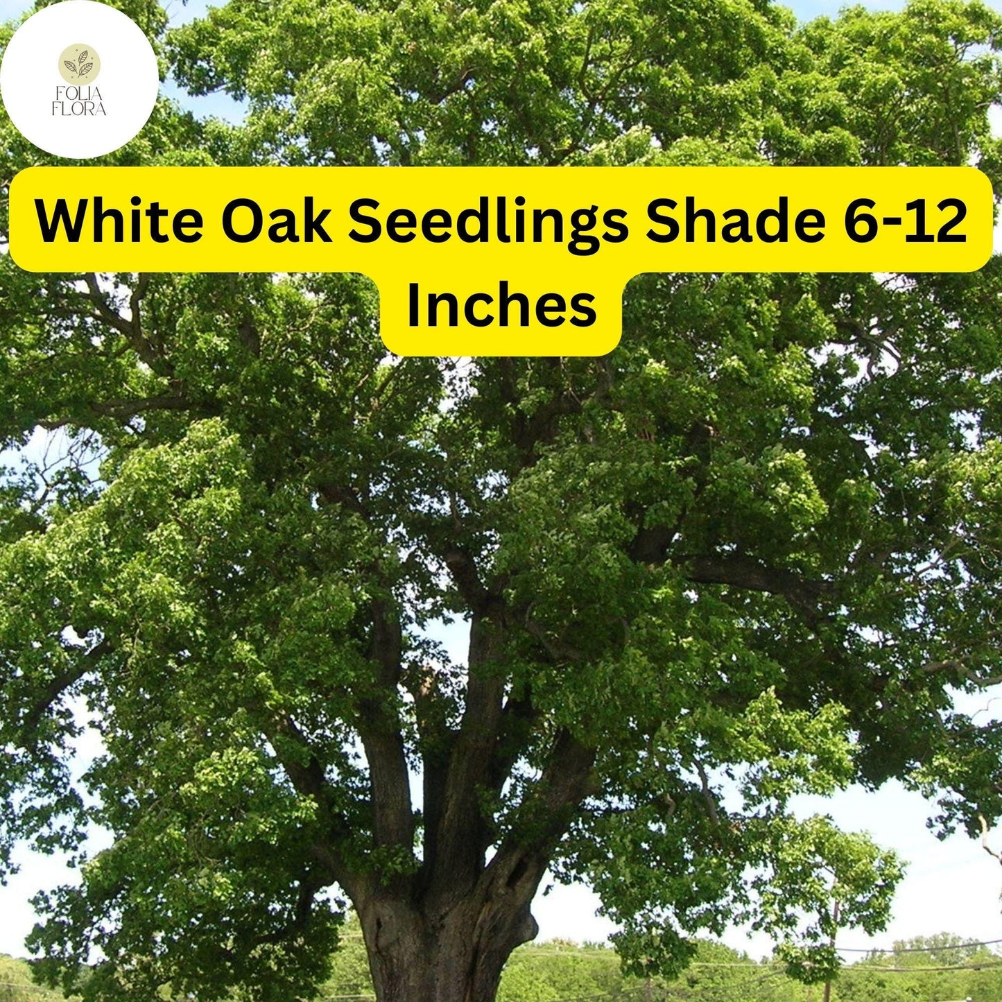5 White Oak Trees, Quercus alba, Live Plants, Bare Root Seedlings, Shade Trees 6-12 Inches Tall