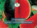 Sugar Baby Watermelon (1000 mg Seeds), Heirloom Vegetables