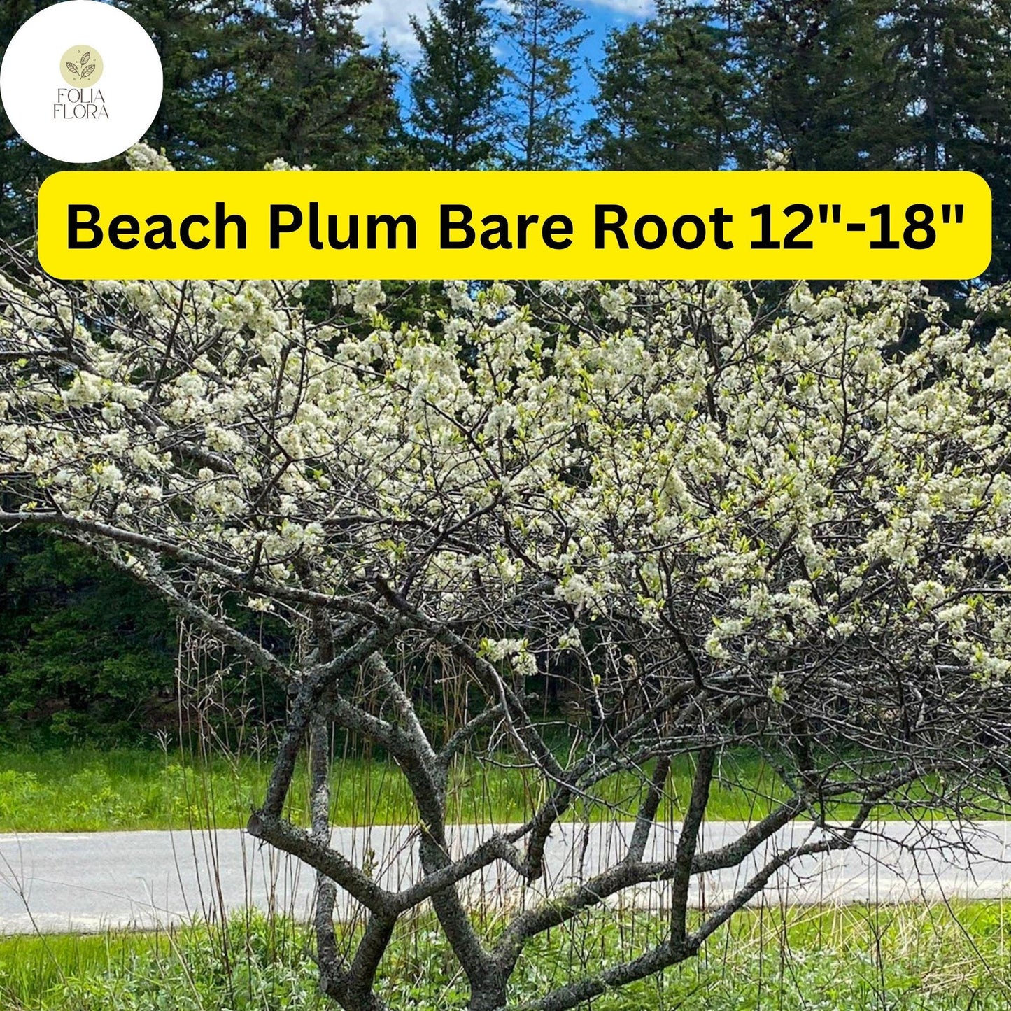 1 Prunus maritima Beach Plum - Live Bare Root Plant 12"-18" for Zones 3-9 - Edible Fruit, Hardy Shrub