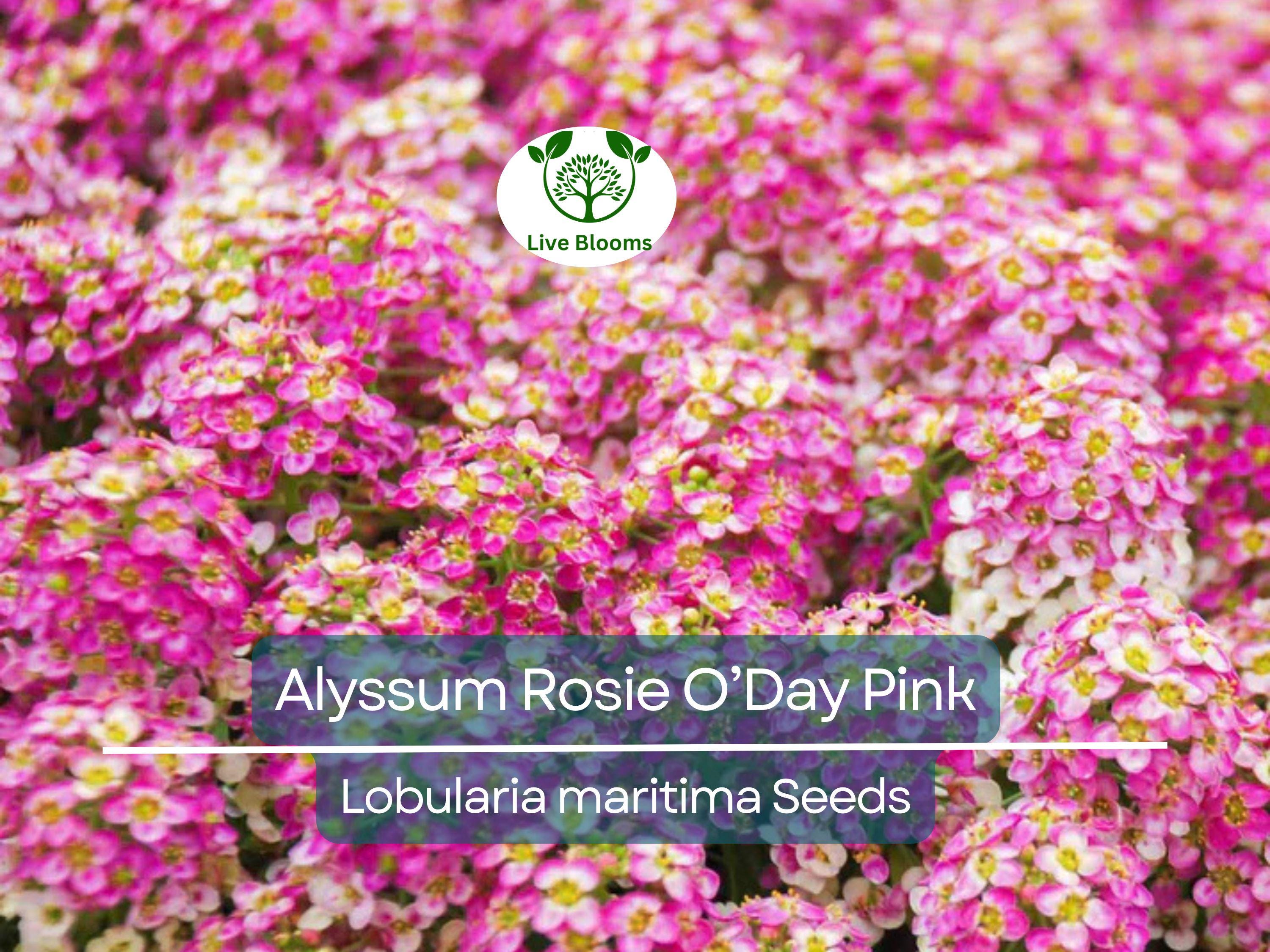 1000 Seeds Alyssum Rosie O’Day Pink Groundcover - Fragrant Non-GMO Flowers, Bee-Friendly, Perfect for Garden Borders & Containers