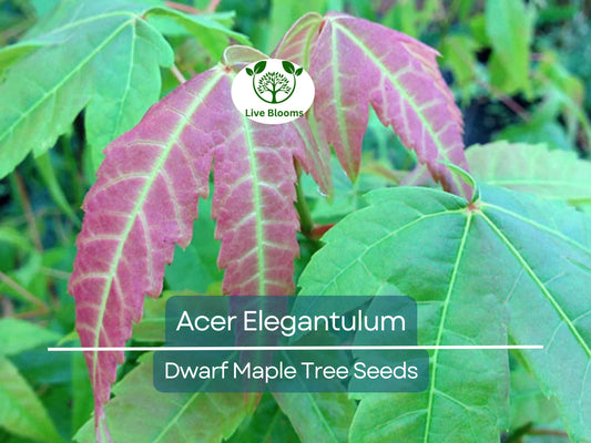 10 Seeds Acer Elegantulum (Dwarf Maple) for Planting - Beautiful Japanese Maple for Bonsai, Landscaping, & Gardens - Rare, Unique Tree Seeds