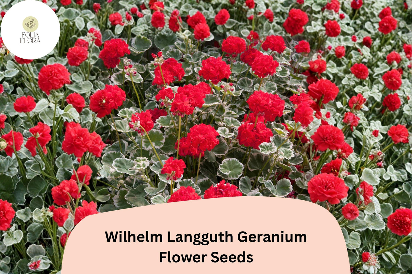25+ Wilhelm Langguth Geranium Seeds | Variegated Leaf Zonal Geranium | White Red Bloom Garden Flower