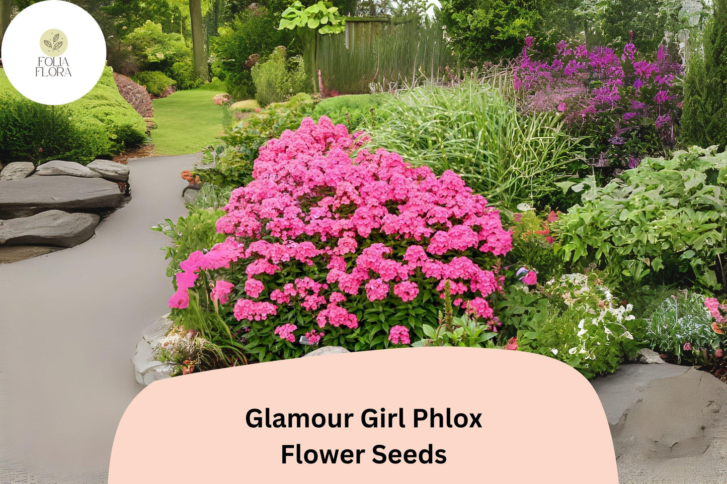 100+ Glamour Girl Phlox Seeds – Tall Perennial Garden Flower Seeds, Phlox paniculata