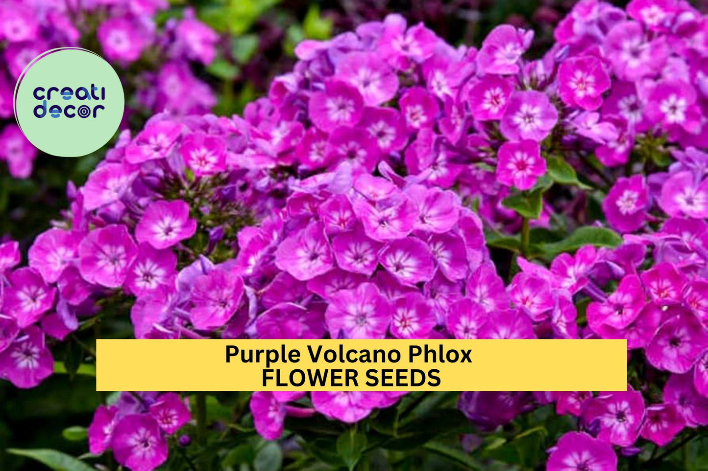 100+ Purple Volcano Phlox Seeds – Vivid Magenta-Purple Blooms for Garden Planting, Long-Blooming Perennials for Borders – USA