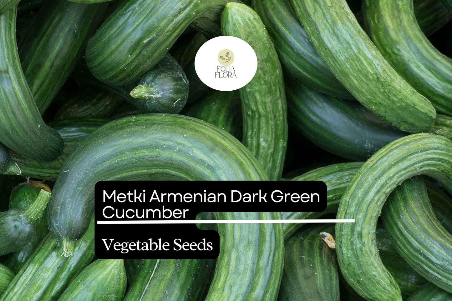 30 Seeds Metki Armenian Dark Green Cucumber (Cucumis melo) – Sweet, Crisp, and Versatile Heirloom Variety