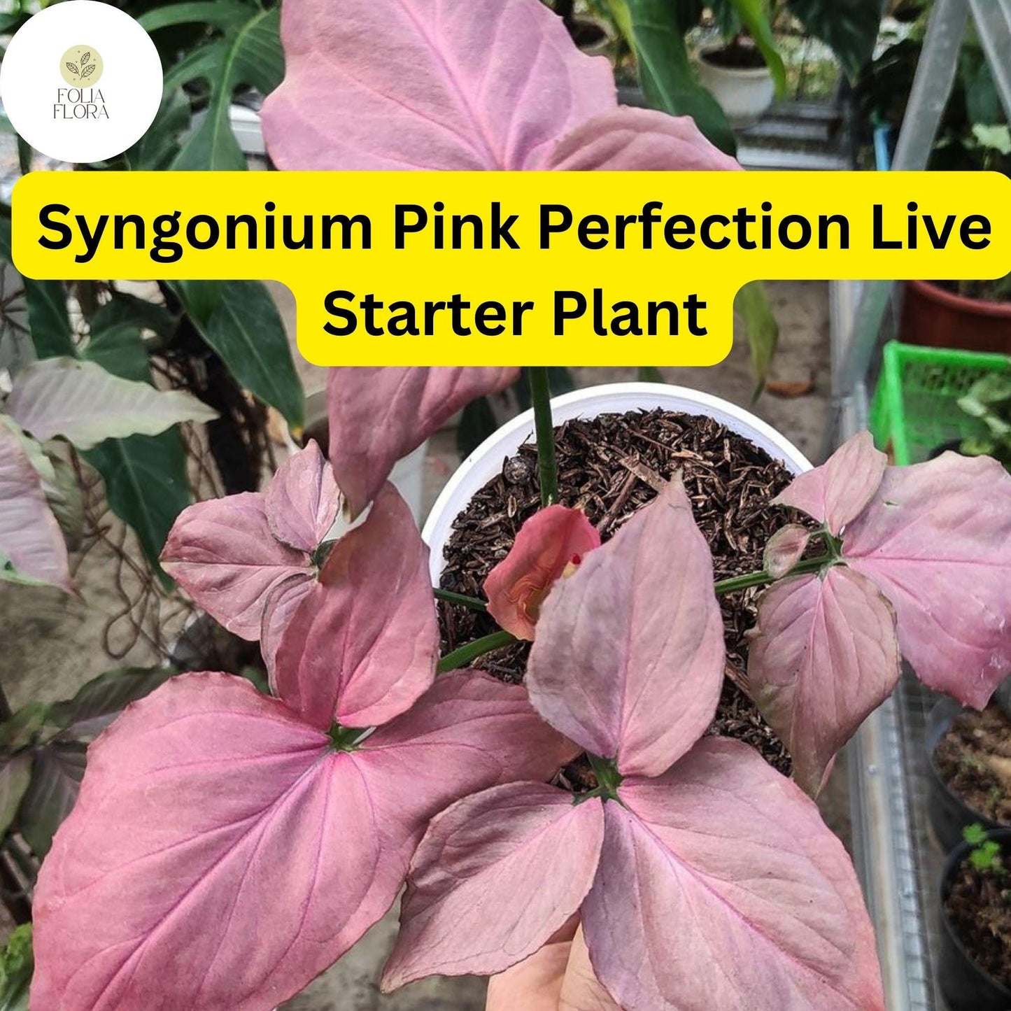 1 Syngonium podophyllum 'Pink Perfection' - Live Arrowhead Plant in 4" Pot - Rare Pink Houseplant