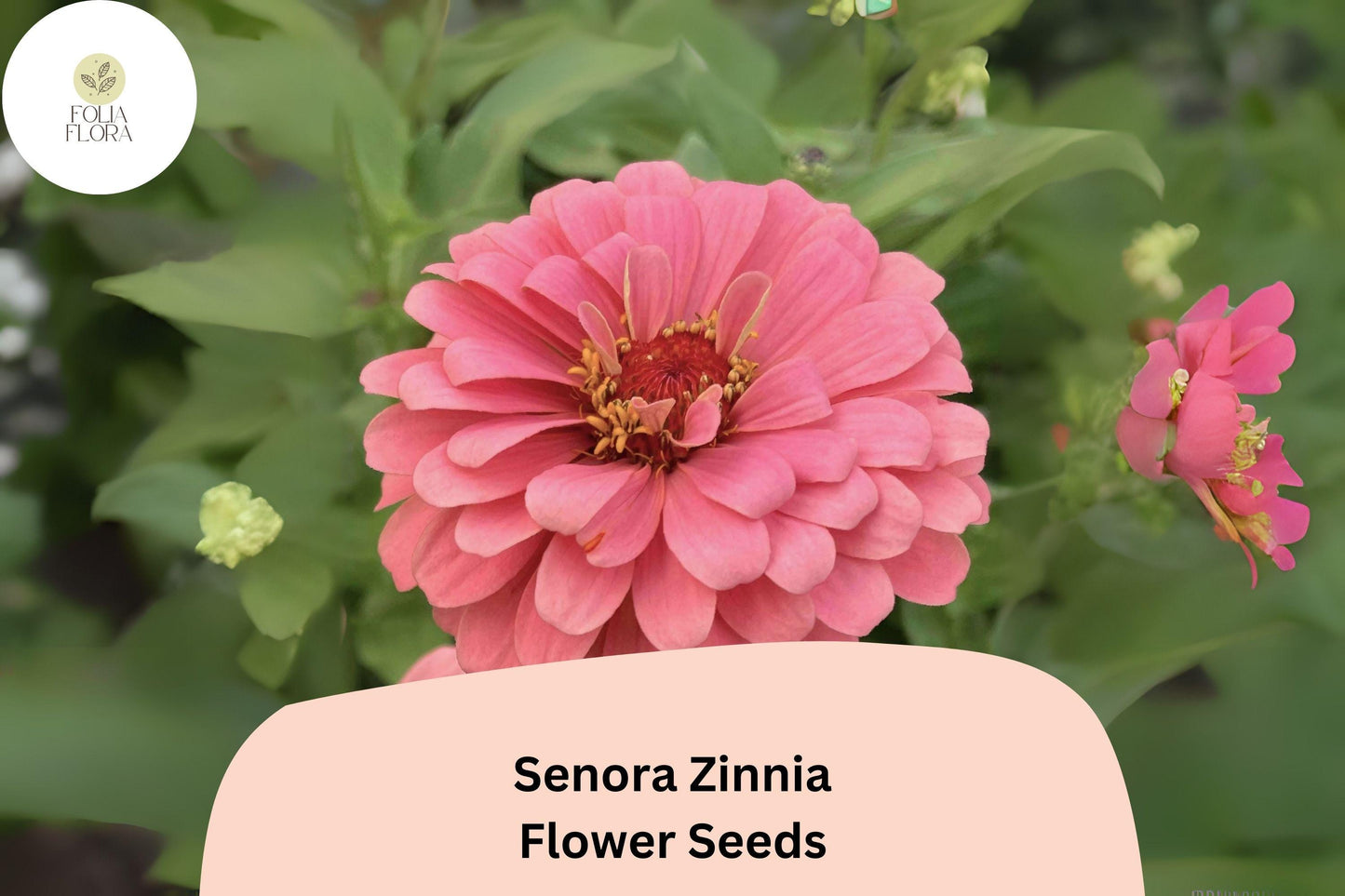 100+ Senora Zinnia Seeds | Soft Pink Blooms | Annual Garden Flowers, Easy Grow, Cut Flower Variety