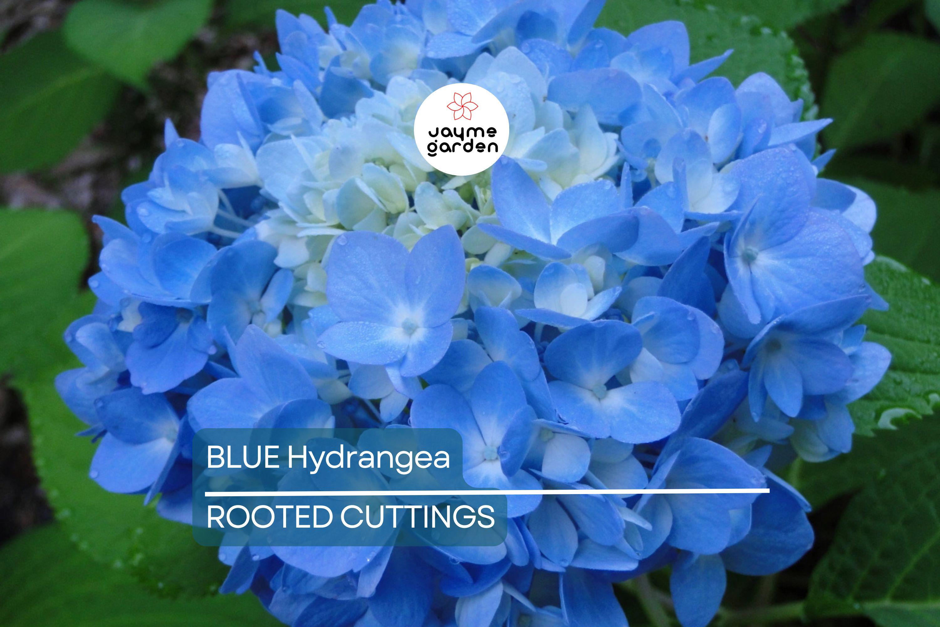 Blue Hydrangea Plants | 3-5” Fully Rooted Cuttings | Live Plant | Gorgeous Blooms | Color Change |