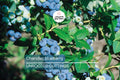 Blueberry Cuttings (10) – 6-10" Elizabeth & Chandler Hardwood – Easy to Root, High-Yield Northern Highbush Shrubs
