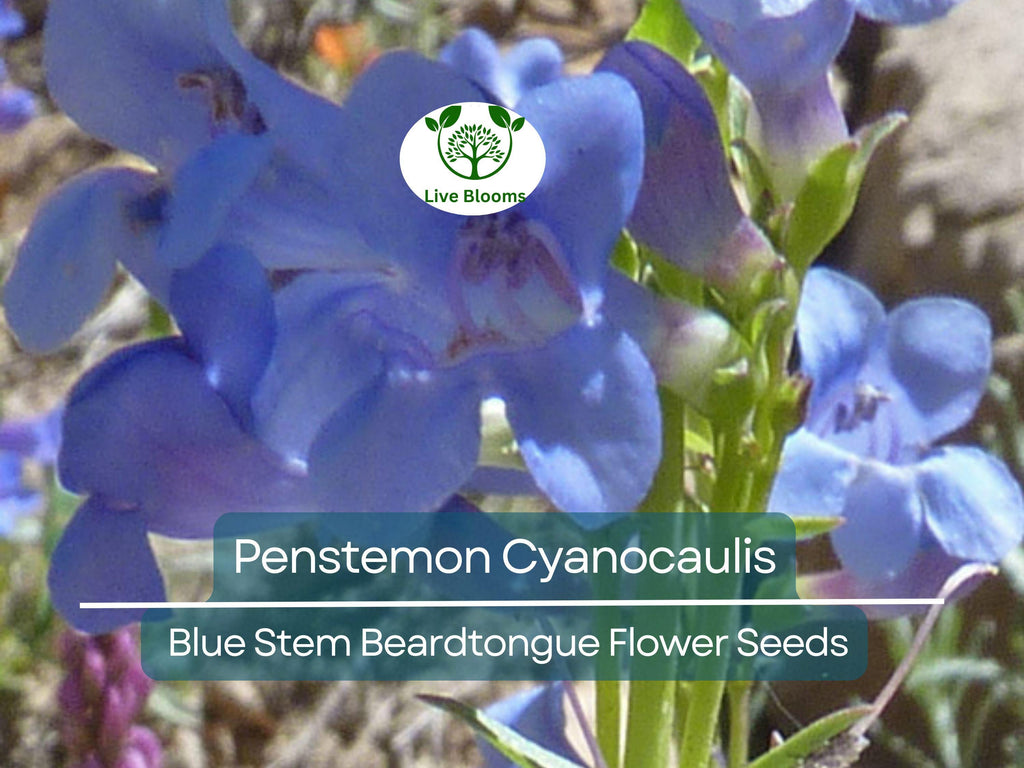 100 mg Seeds Penstemon Cyanocaulis (Blue Stem Beardtongue) for Planting | Hardy Perennial Wildflower for Pollinator Gardens
