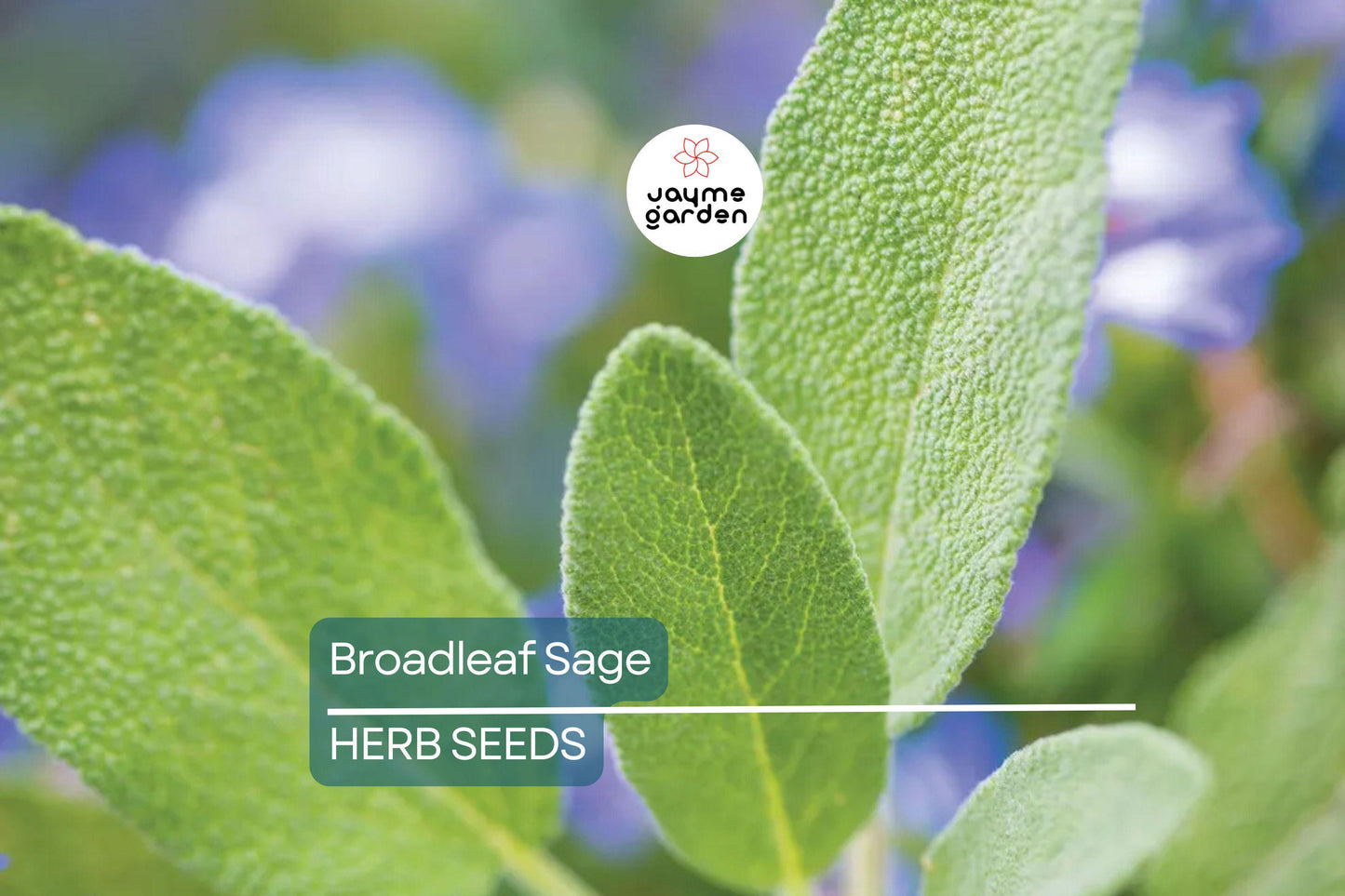150 Broadleaf Sage Seeds – Non-GMO, Heirloom, Culinary, Perennial, Deer Resistant, Free Shipping, USA Seller
